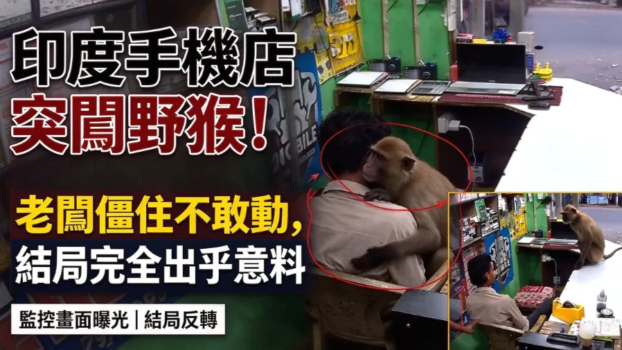 以為要遭搶？印度野猴衝進印度手機維修店，結局完全出乎意料的封面圖片