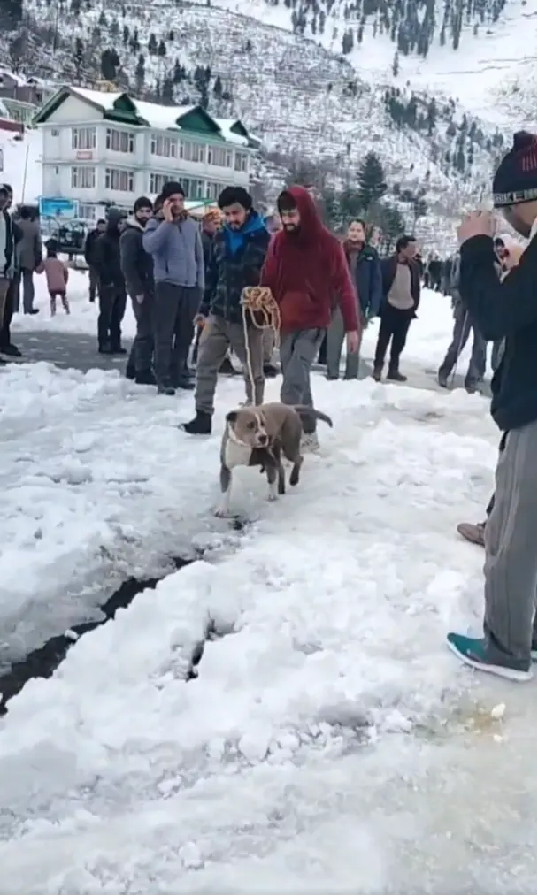 1歲半比特犬Sherru。（來源：subhash rajta@X）