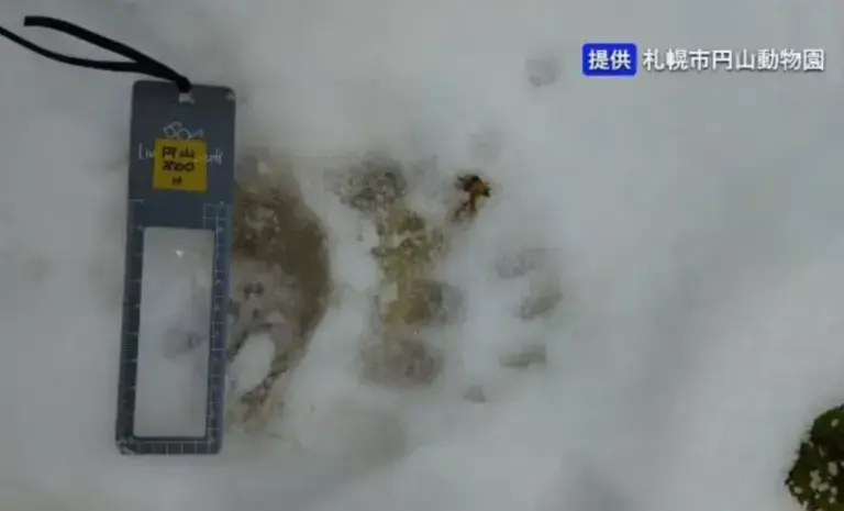 11月9日上午10點左右，一名受訓中的義工在園內河邊散步路線，意外發現了多個清晰的熊類足跡，這一幕讓人心頭一緊。（來源： HBCニュース北海道放送@YouTube）