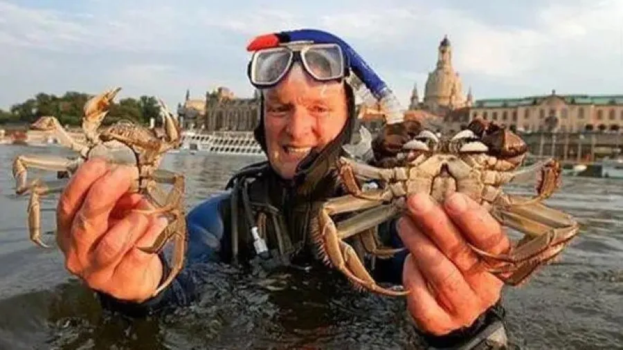 德國為大閘蟹損失8000萬歐元，中國人看了嘴饞卻不敢動  ？的封面圖片