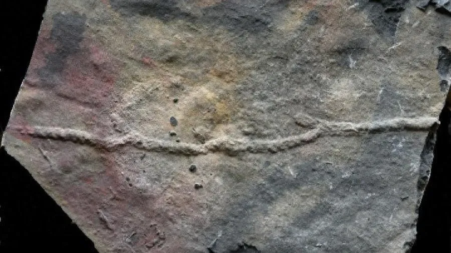 中國科學家發現 5.5 億年前動物「地下公寓」,驚揭遠古生物的「豪宅密碼」的封面圖片