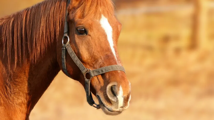 馬兒真能聞出人类的恐懼？跨物種嗅覺密碼曝光的封面圖片