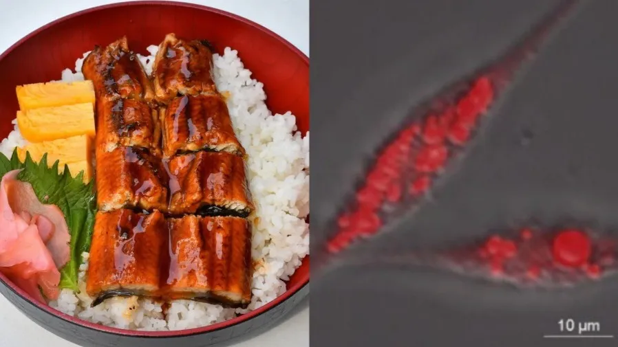 瀕危鰻魚有救了？全球首株日本鰻脂肪細胞誕生，培養鰻魚肉邁向現實！的封面圖片
