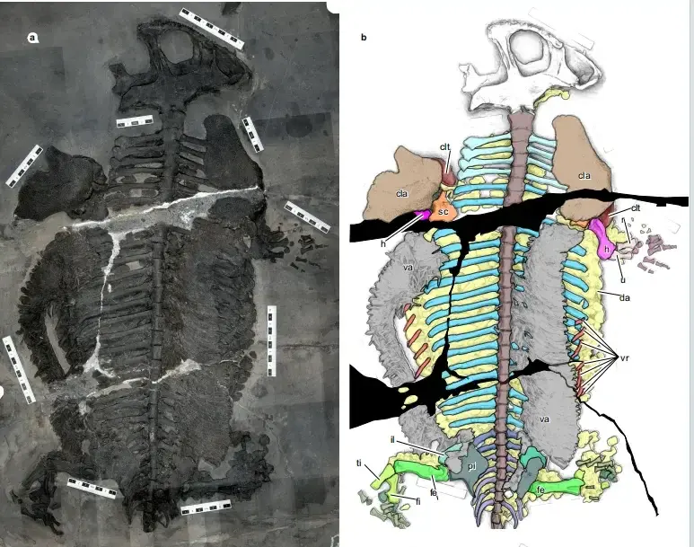 中國貴州關嶺出土2件距今2.37億年的海異螈（Gerrothorax maritimus）化石，為全球首個可完全棲息海洋的基幹兩棲動物，改寫大眾對兩棲類生理適應能力的認知。（來源：小紅書網友）