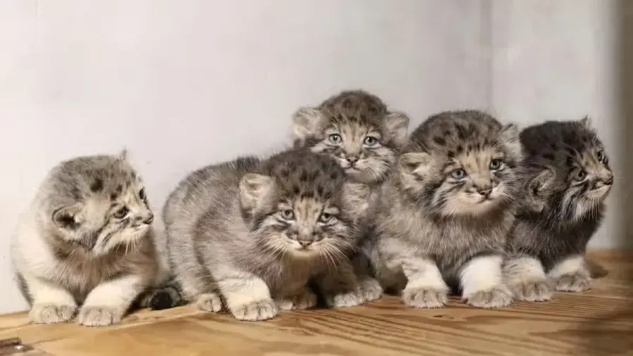 世界最古貓兔猻誕5隻萌崽！神戶動物王國7月驚喜開放參觀的封面圖片
