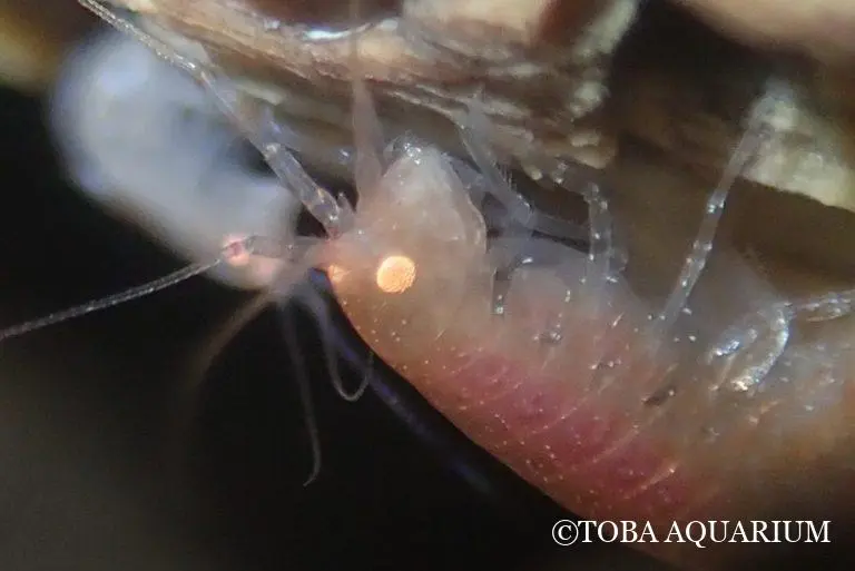 這隻新品種蝦類有個饒舌的名字 ——「チンボクウデナガヨコエビ」，命名靈感來自牠賴以生存的沈木，搭配修長的觸角。（來源：鳥羽水族館）