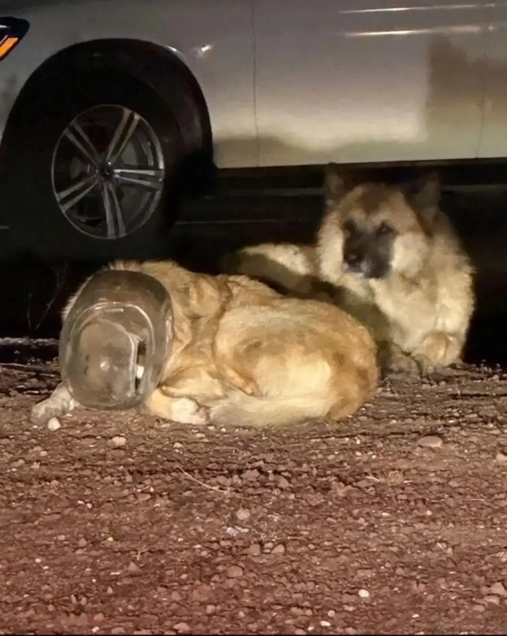 美國亞利桑那州浪犬Jones，因覓食頭卡自動喂食器塑膠罐受困，經動保機構救援後，脫困瞬間撲進獸醫師Thurman懷裡撒嬌，目前健康等待收養。（來源：The dodo）