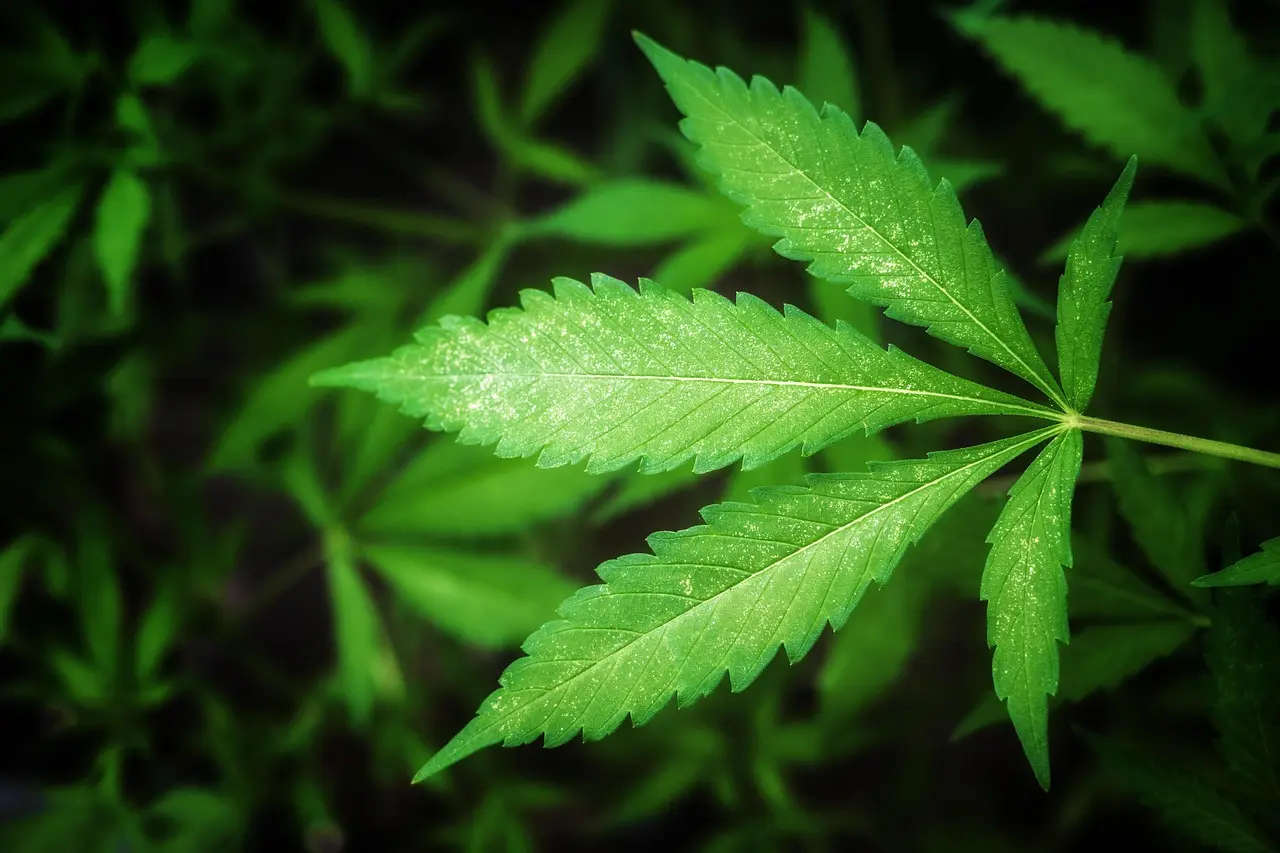 美國司法部4月23日宣布重大政策變革，將醫療大麻從與海洛因同級的第一級管制藥品，降級為低至中等濫用潛力藥物，等同止痛藥、氯胺酮，牽動470億美元產業，引發市場狂漲與安全爭議。（示意圖來源：pixabay）