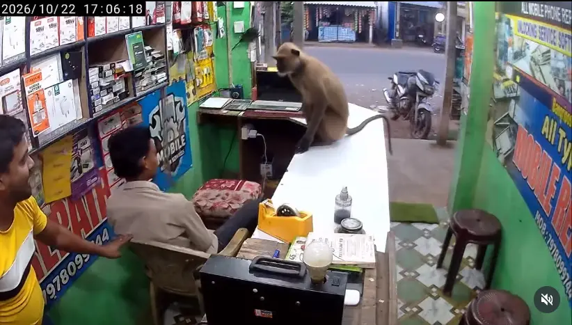 印度奧迪沙邦（Odisha）一間手機維修店闖入野生猴子，老闆嚇得定格不敢動，旁人趕緊退避，沒想到猴子沒有搶奪物品，反倒上前抱住老闆撒嬌討抱，影片曝光後吸引超過67萬人按讚。（來源：gilhare7828@IG）