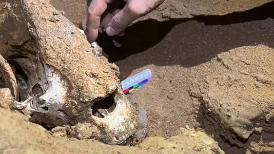 在中國貴州省遵義市綏陽縣的雙河洞（亞洲最長洞窟）舉行科考成果發布會，新發現 6 具大熊貓化石，累計達 52 具，為全球此類化石最多地。（來源：新華社）