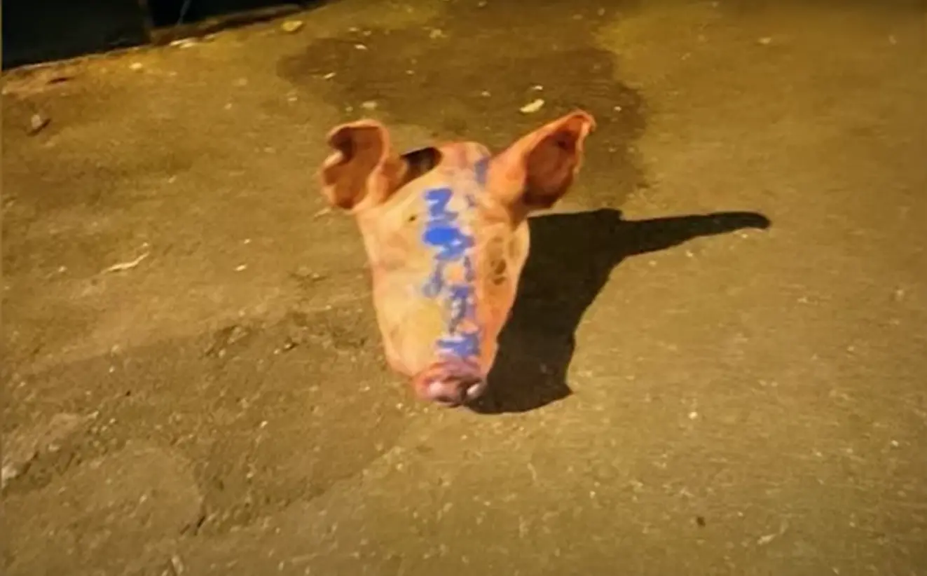 法國巴黎清真寺突現 9 顆猪头！現場字樣直指總統馬克龍？（來源：FRANCE 24 English@YouTube）