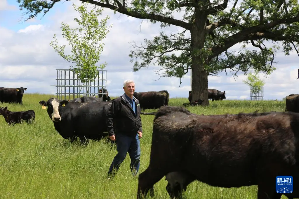 5月22日，在美國艾奧瓦州，比爾·佩利特查看養殖的牛群。新華社