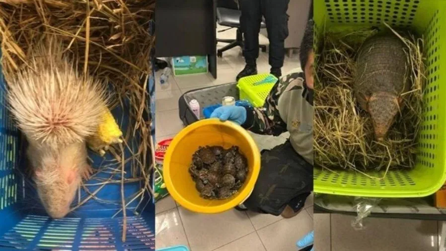 長裙藏「寶」?泰國女子走私保育動物手法超離譜!的封面圖片