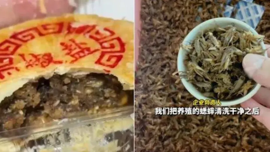 蟋蟀月餅爆紅！比五仁更有嚼勁，營養價值超高為何遭罵？網友驚呼蟑螂月餅要來了的封面圖片