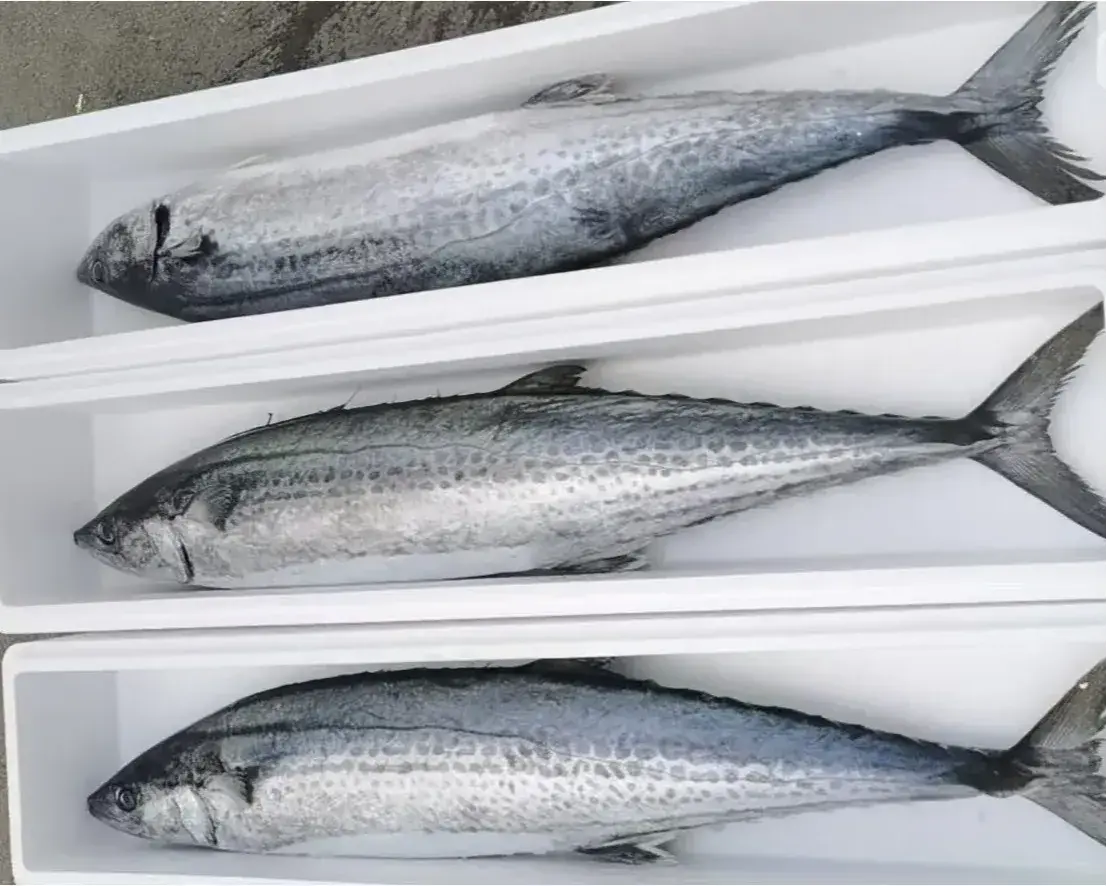 鮁魚又稱馬鮫魚，是中國北方沿海常見的近海洄遊魚類，每年春秋兩季是捕撈旺季，這時的鮁魚肉質緊實、脂肪分佈均勻，魚身銀亮、魚眼透亮，新鮮度拉滿。（示意圖來源：小紅書網友）