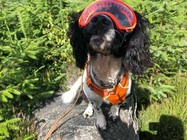 曾歷五次棄養的史賓格犬亨利（Henry），憑藉能辨識七種氣味的絕技逆襲成為野生動物犯罪剋星，不僅協助警方蒐集關鍵證據，更斬獲國際大獎，書寫了一段溫暖的生命奇蹟。（來源：IFAW）