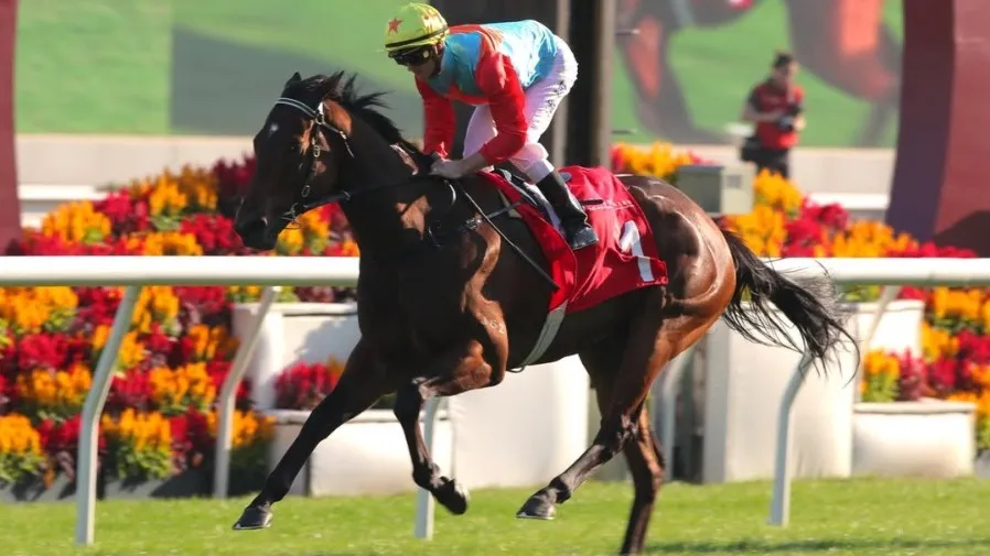 香港馬王「嘉應高昇」返港即奪G2冠軍 15連勝逼近傳奇紀錄  1分07秒33創佳績的封面圖片