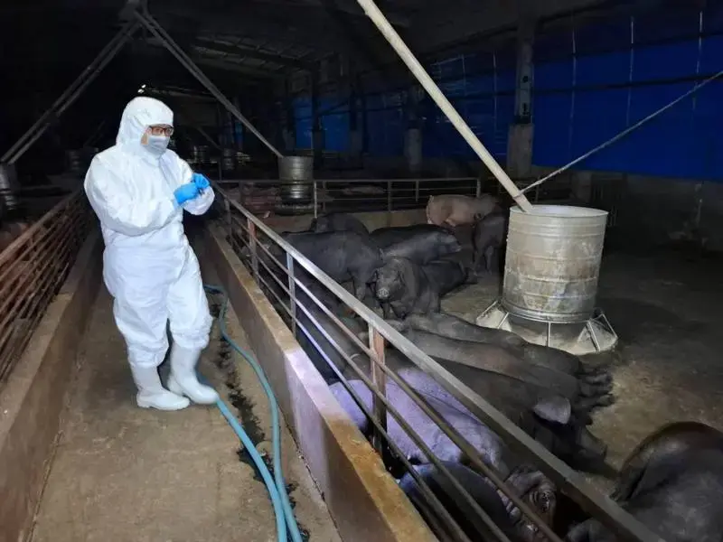 台中梧棲養豬場10天內117頭豬隻接連暴斃，爆發疑似非洲豬瘟疫情。台中農業局提供