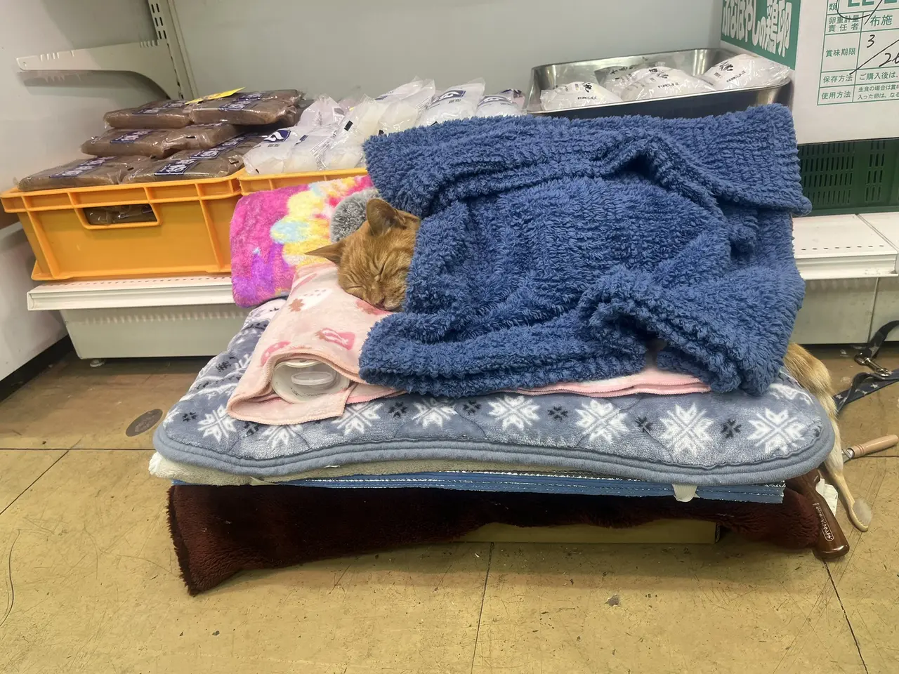 日本一間傳統蔬果店的橘色店貓，被網友拍到在店內蓋毛毯度估睡覺，萌態於X平台爆紅，瀏覽量破660萬，結合當地濃厚愛貓文化，逗樂並治癒大批網友。（來源：gyakkyou@X）