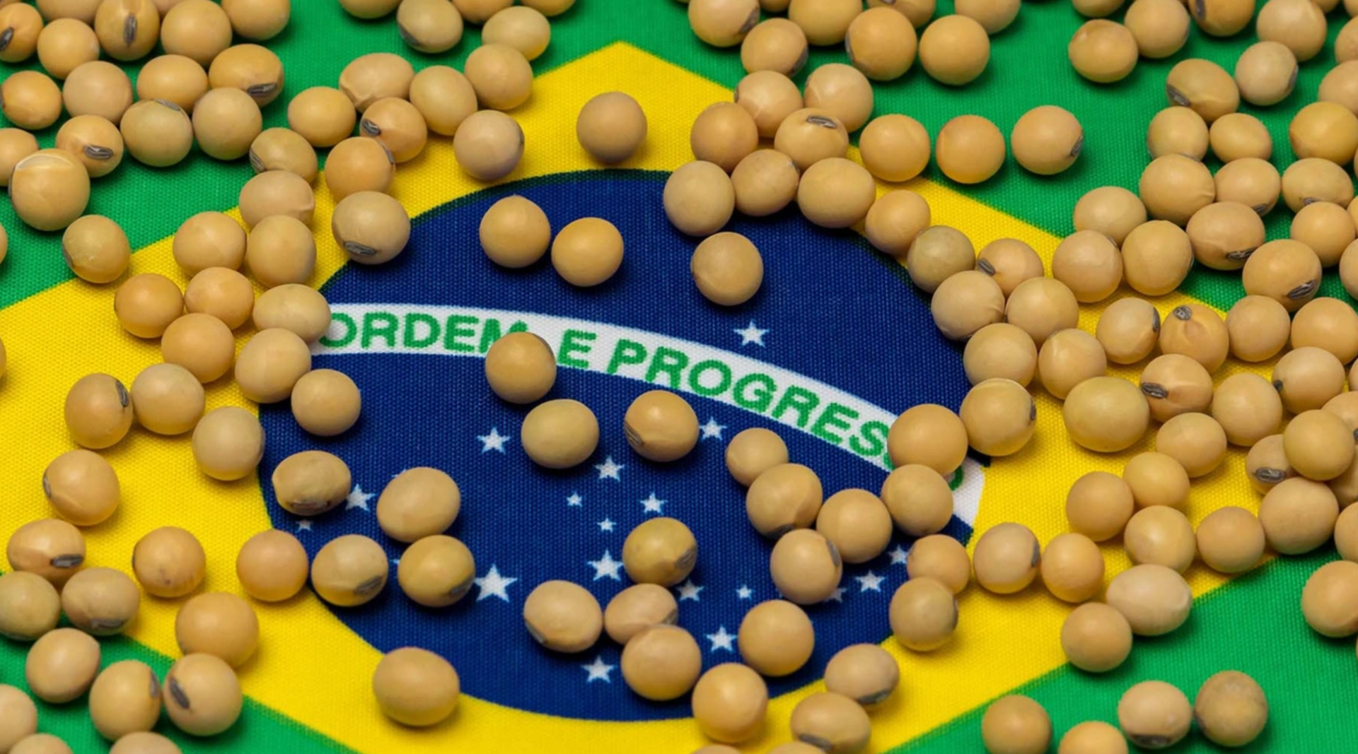 巴西大豆。(網絡圖片)