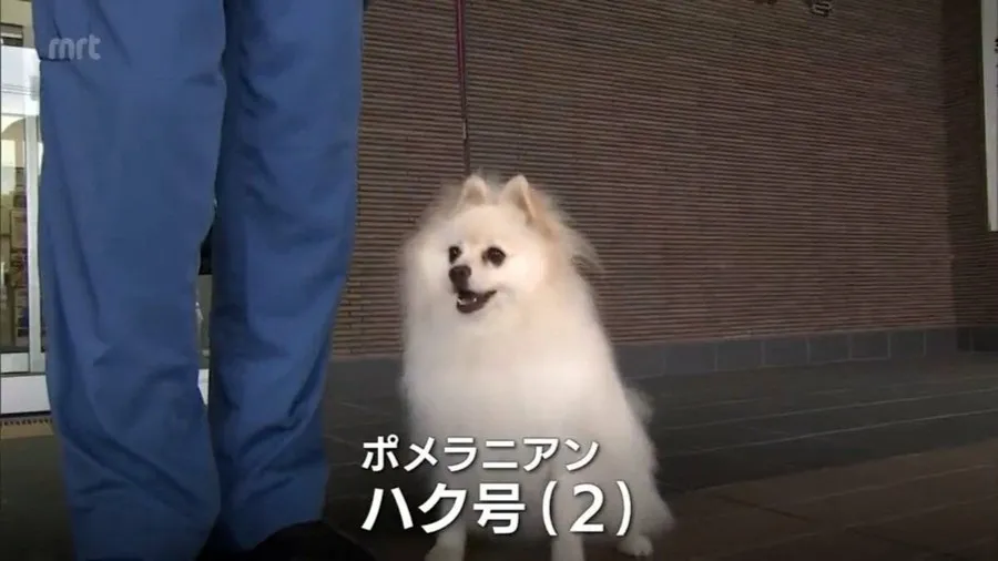 日本首隻博美警犬登場！靠超強神技當波麗士，全網被萌到直接投降的封面圖片
