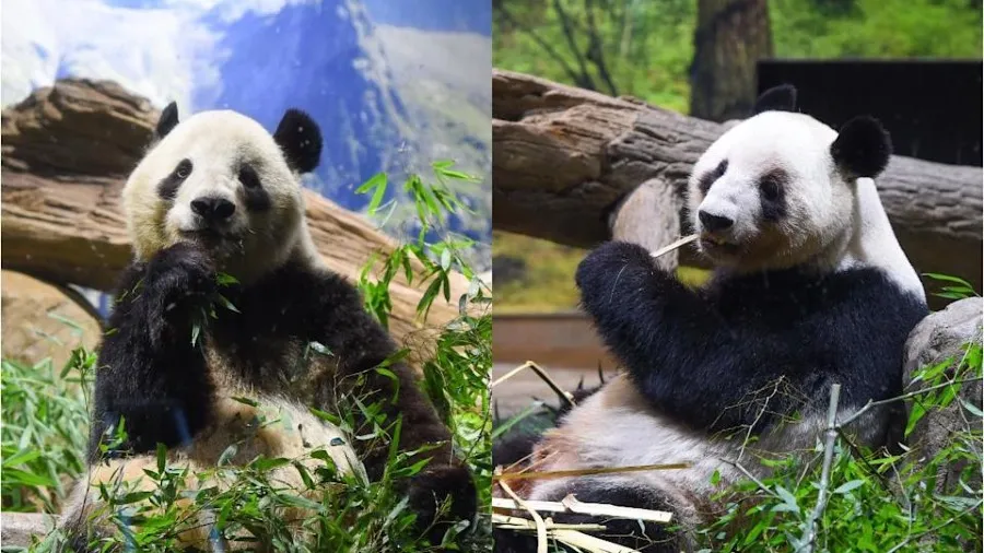 大熊貓曉曉蕾蕾年創 308 億日元效益 「零熊貓」日本經濟與精神雙失的封面圖片