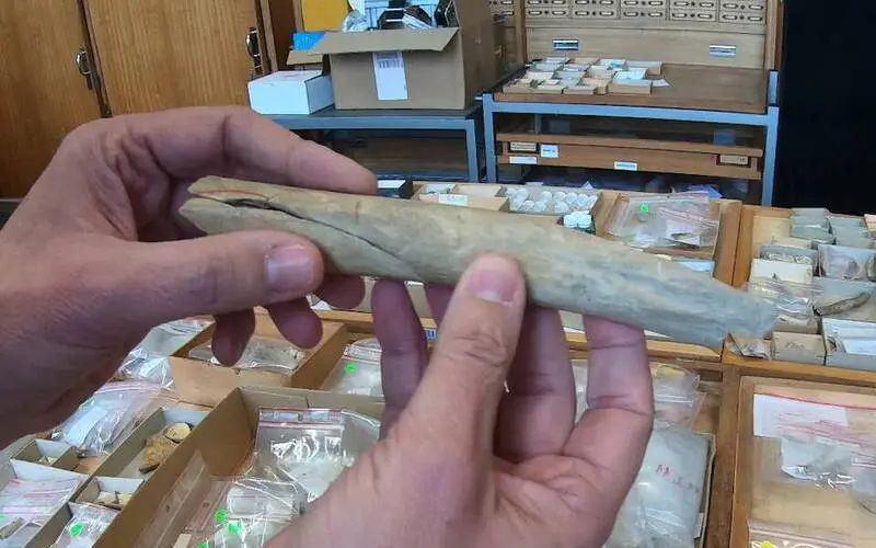 比利時高耶洞穴（Goyet caves）出土4萬5000年前尼安德塔人（Neanderthals）骨骸，含兒童與嬰兒遺骸，帶有切割、敲擊痕跡，證實同類相食可能性極高，智人（Homo sapiens）涉案證據不足。（來源：比利時皇家自然科學研究所）