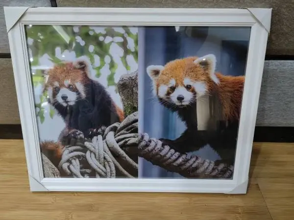 台北市立動物園表示，兩只小熊貓於6日凌晨抵達台北市立動物園。