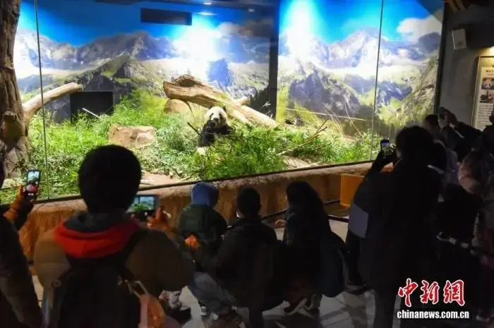 當地時間1月25日，遊客在日本東京上野動物園拍攝大熊貓“曉曉”。中新社發 東京動物園協會 供圖