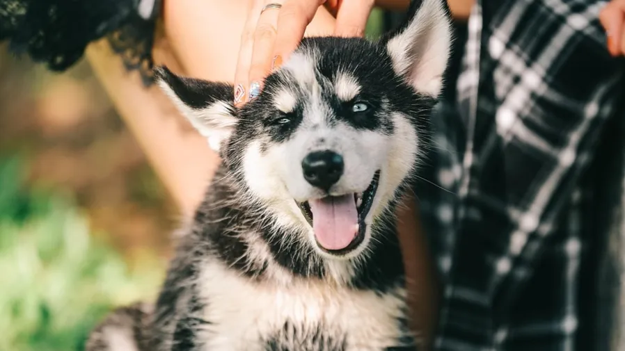 超暖心另類紀念！美國女子把愛犬骨灰做成專屬眼線的封面圖片