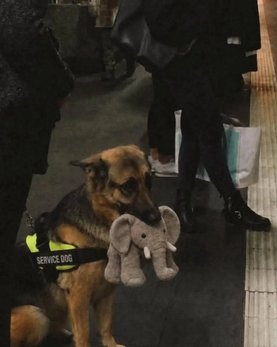 德國牧羊犬萊克（Ryker）參加服務犬資格考試，因執著緊咬大象絨毛玩具、無法專注任務慘遭淘汰。委屈可愛的模樣爆紅全網，累計超過780萬網友被牠的真實個性圈粉。（來源：AcervoCharts@X）