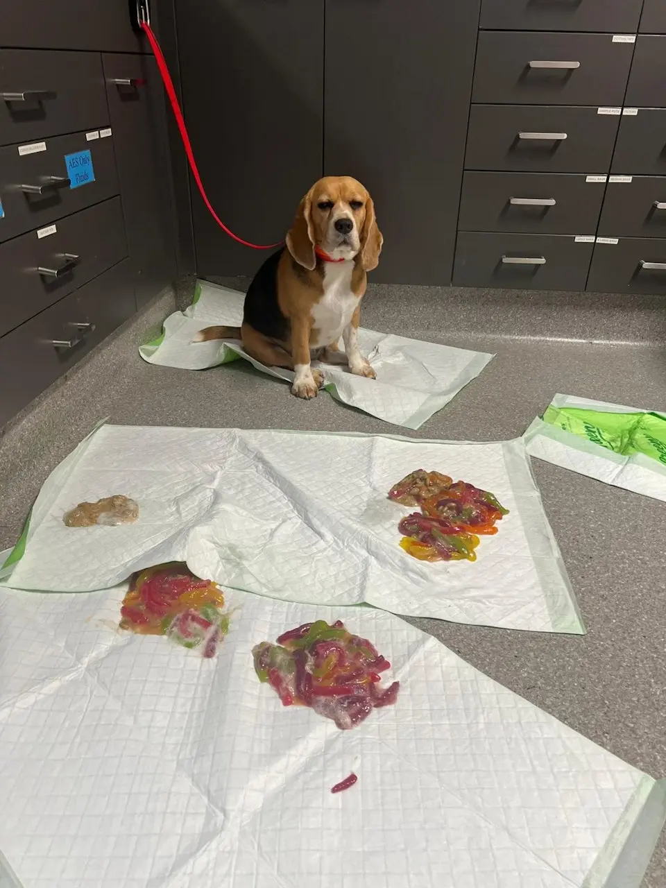 澳洲三歲比高犬斯庫特趁主人不注意，獨自吃光1.1公斤軟糖緊急就醫。獸醫催吐後吐出大量糖果，因軟糖無致命木糖醇，狗狗平安無事，其淡定無悔的模樣引發網友熱議。（來源：animalemergencyservice@IG）