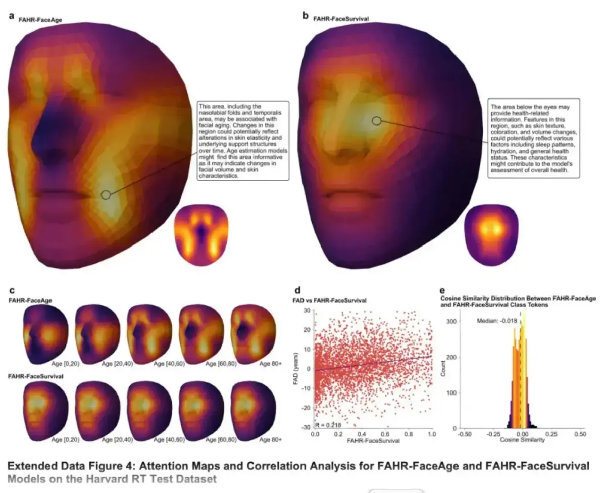 美國哈佛附屬醫療團隊研發FAHR-Face AI模型，單張臉部照片可估算生物年齡、預測癌癥患者存活風險，研究刊載《刺胳針數位健康（The Lancet Digital Health）》，可作臨床輔助工具。（來源：AI郵報）