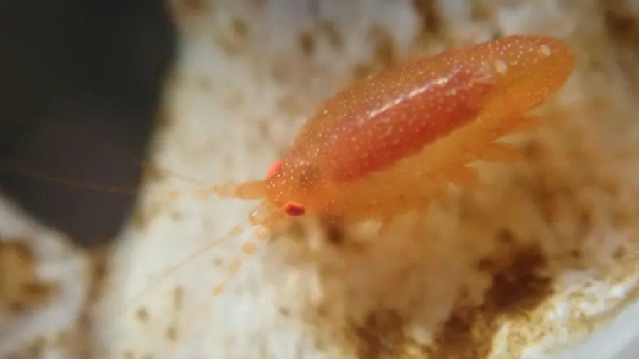 深海藏「辛子明太子蝦」？日本水族館發現的新物種也太會撞臉了吧！的封面圖片