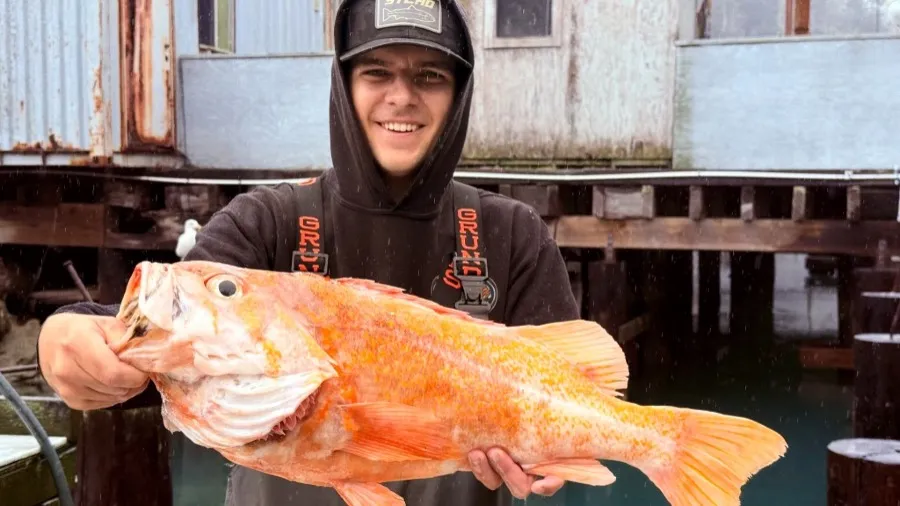 加州男子釣獲10.25磅翼平鮋魚 體長2.25呎或刷新世界紀錄的封面圖片