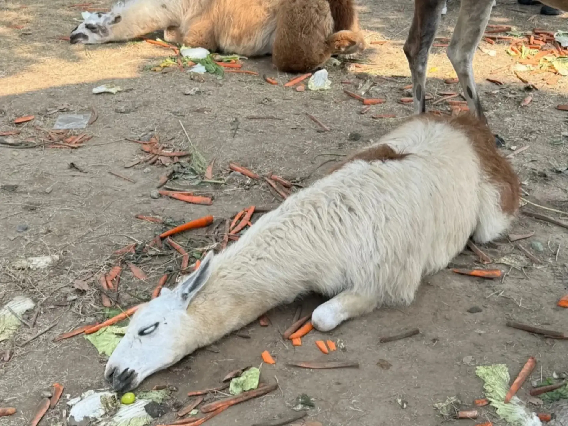 近日，江蘇南通森林野生動物園內多隻草泥馬（羊駝）因遊客投餵過量，出現「吃撐倒地」「翻白眼」的誇張狀況。(圖片：微博視頻翻攝)