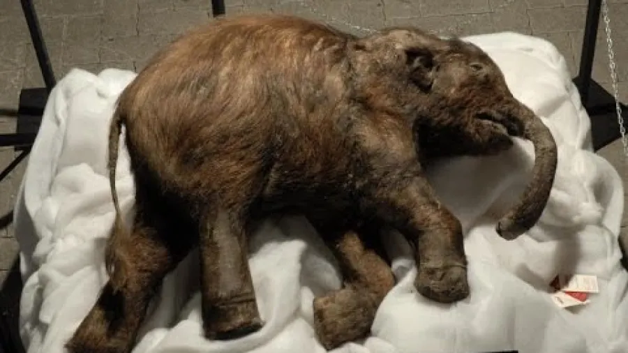 4萬年前猛瑪象Yuka死前幾分鐘，基因竟在「加班」？的封面圖片