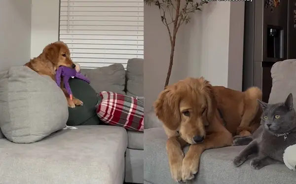 國外金毛費雪因與貓兄弟共養，學會貓咪專屬踩奶（Making biscuits）動作，相關影片曝光後收穫千萬點閱。（來源：fishertheretriever@IG）