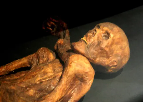 意大利Eurac Research研究團隊，從5300年歷史的冰人奧茲（Ötzi）遺體中提取復活古酵母，成功烤製優質酸種麵包（Sourdough），研究刊登於《微生物組（Microbiome）》，後續將研製遠古風味啤酒。（來源：wikipedia）