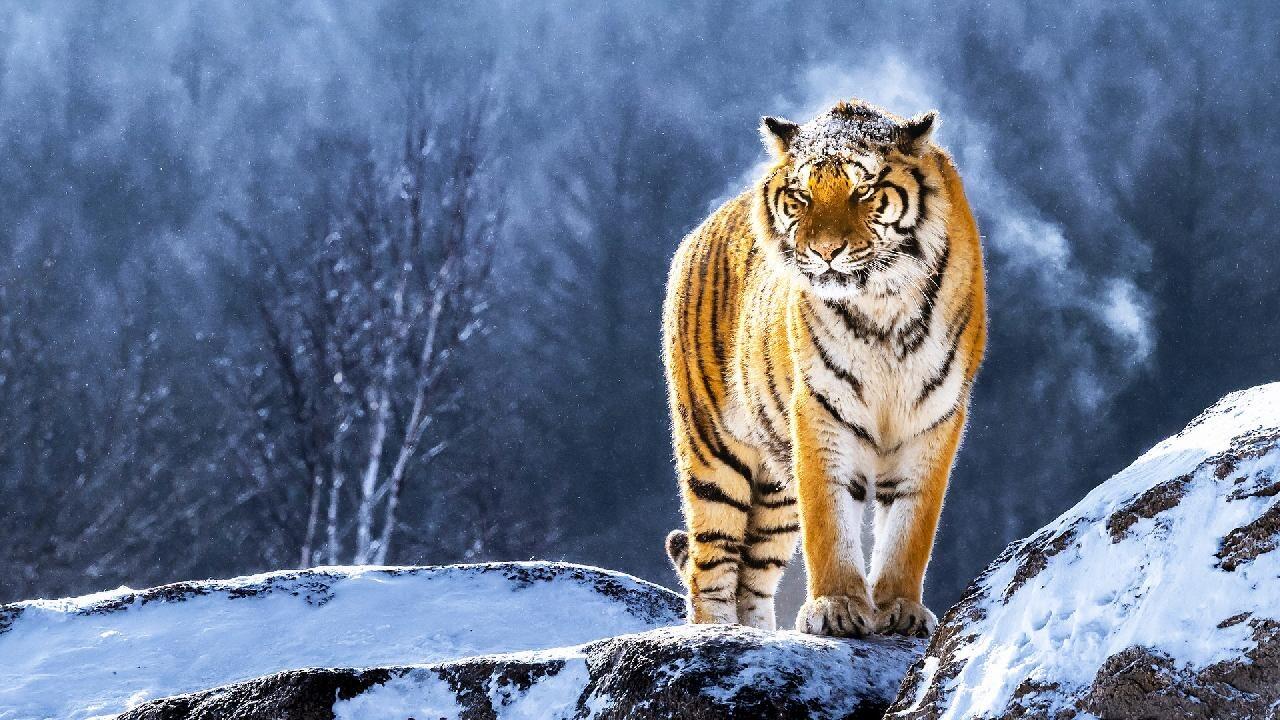 野生東北虎（來源：網絡）