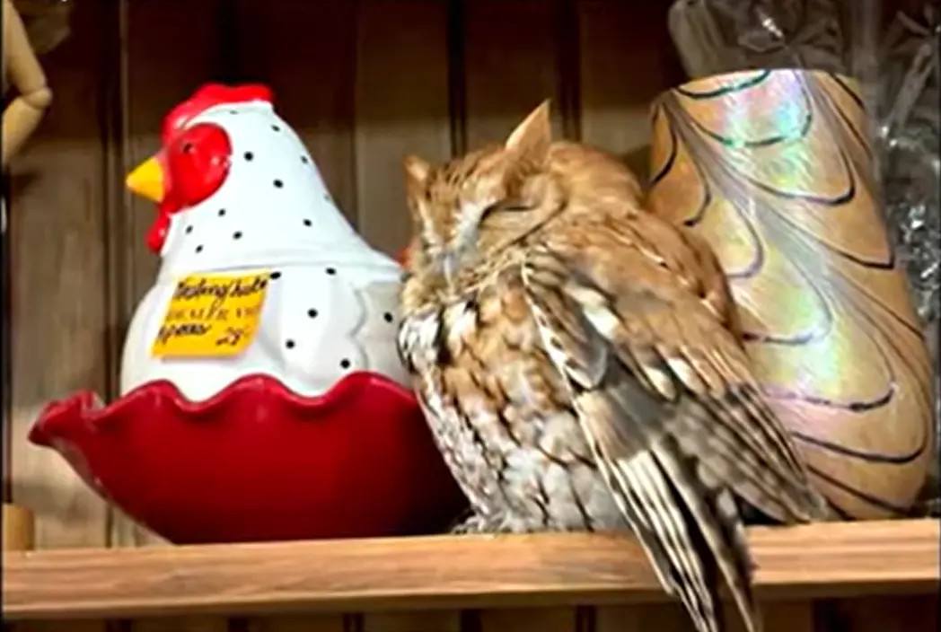 美國紐約州東達勒姆復古商店內，一隻東美角鴞（eastern screech owl）誤將公雞造型餅乾盒當同伴，飛上貨架熟睡。顧客發現後通報單位，警方將其平安放生，成為當地萌趣話題。（視頻截圖來源：ABC 7 Chicago@YouTube）