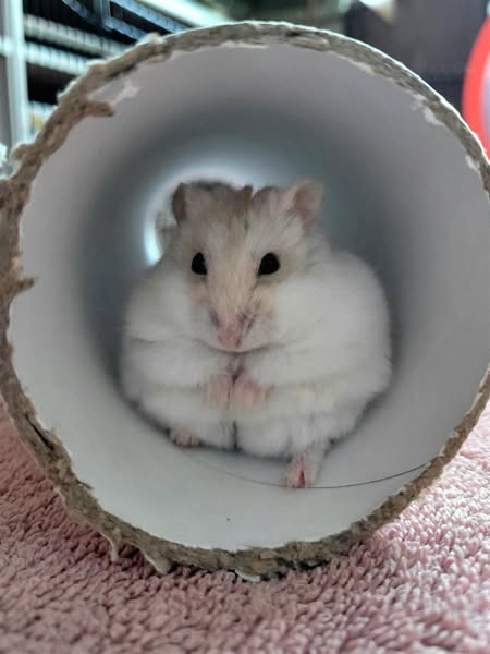 英國一隻倉鼠 Angel Delight 因喂錯飼料且缺乏運動，體重達 74 克（超標一倍），經收容所兩個月科學減肥，體重降至 57 克。（來源：Blue Cross UK's post@FB）