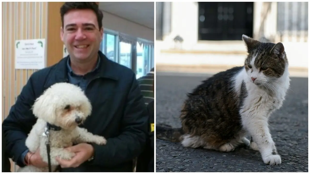 英國新首相貝安德（Andy Burnham）公開表示，不會將愛犬阿克塞爾（Axel）帶進唐寧街10號主官邸，主因是這隻個性暴躁的狗狗，與官邸資深「首席捕鼠大臣」拉里（Larry）個性不合，為避免上演寵物爭端、擾亂官邸日常，決定讓愛犬留守北方。（來源：網絡）