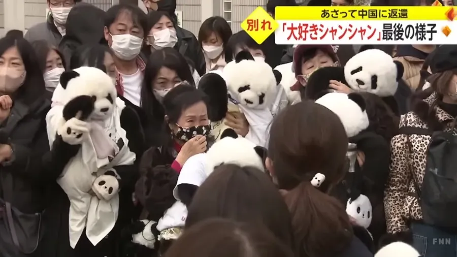 東京上野動物園熊貓告別潮 日本民眾排長隊泣別龍鳳胎大熊貓「曉曉」「蕾蕾」的封面圖片