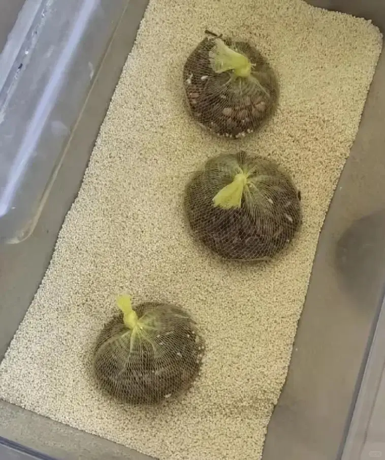 新買的米生蟲並非衛生問題，而是米象蟲卵早已潛藏其中，溫濕度合適就會孵化。花椒可預防，已生蟲能冷凍或晾曬處理，少量購買、密封乾燥就能有效避免。（示意圖來源：小紅書網友）