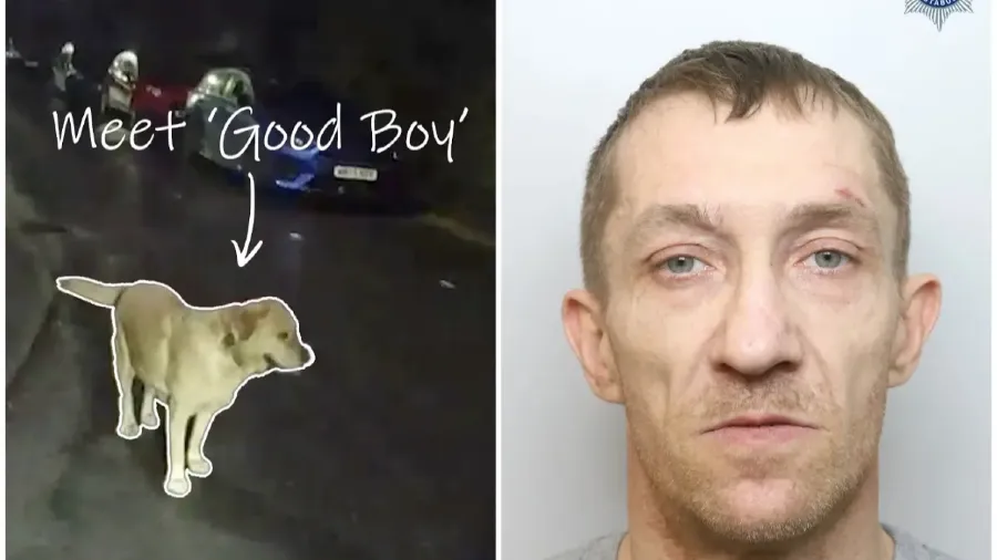 跑路翻車！英男吸毒騎滑板車棄狗逃亡，沒想到被愛犬出賣直接落網的封面圖片