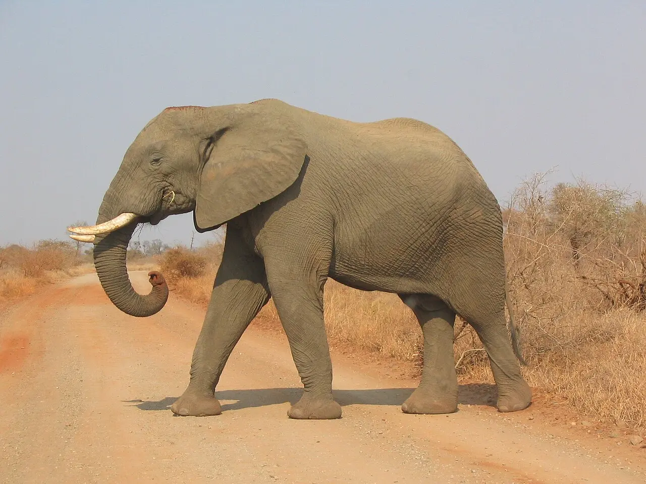 南非克魯格國家公園（Kruger National Park）兩名盜獵者非法入侵獵捕白犀牛、盜取犀牛角牟利，其中一人尚未開槍，就遭棲息當地的大象群突襲踩踏致死，現場僅遺留衣物與大片血跡，倖存同夥逃離後已遭警方逮捕。（來源：wikipedia）