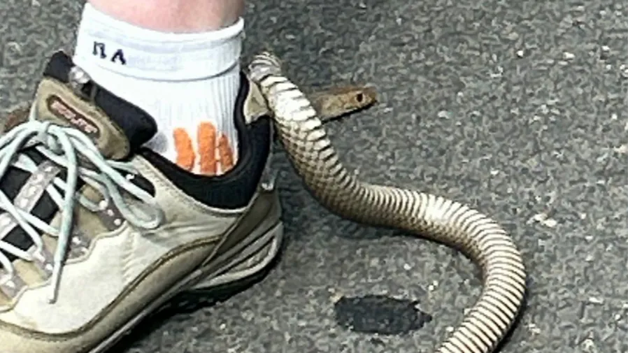 心驚肉跳！澳洲女子低頭，「世界第二毒蛇」竟纏在球鞋上的封面圖片