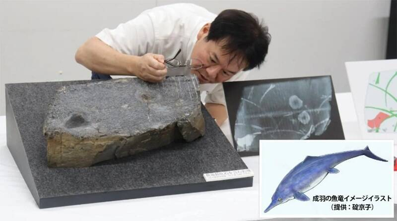 日本岡山縣高梁市成羽美術館中，一塊被誤認數十年的「三角蛤」化石，經研究確認為約 2.2 億年前魚龍骸骨，系日本西部首見及首次出土諾利期魚龍化石，具重大研究價值。（來源：日本岡山理科大學）