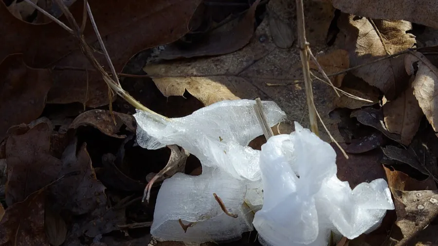 美國寒流驚現「棉花糖霜花」！日出後兩小時竟憑空消失？的封面圖片